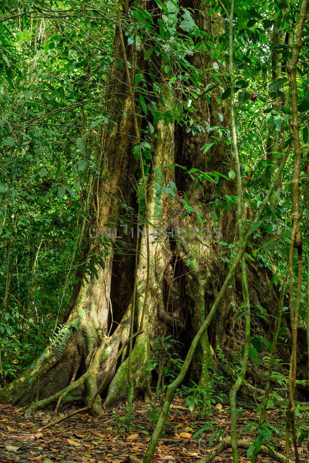 Tree and trunks in dense tropical jungle rain forest, majestic tree with , Parque Nacional Manuel Antonio, Costa Rica wilderness landscape