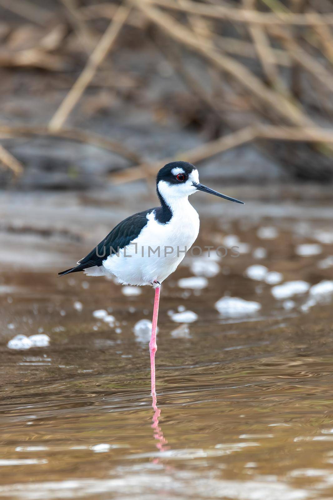 The black-necked stilt, Costa Rica by artush