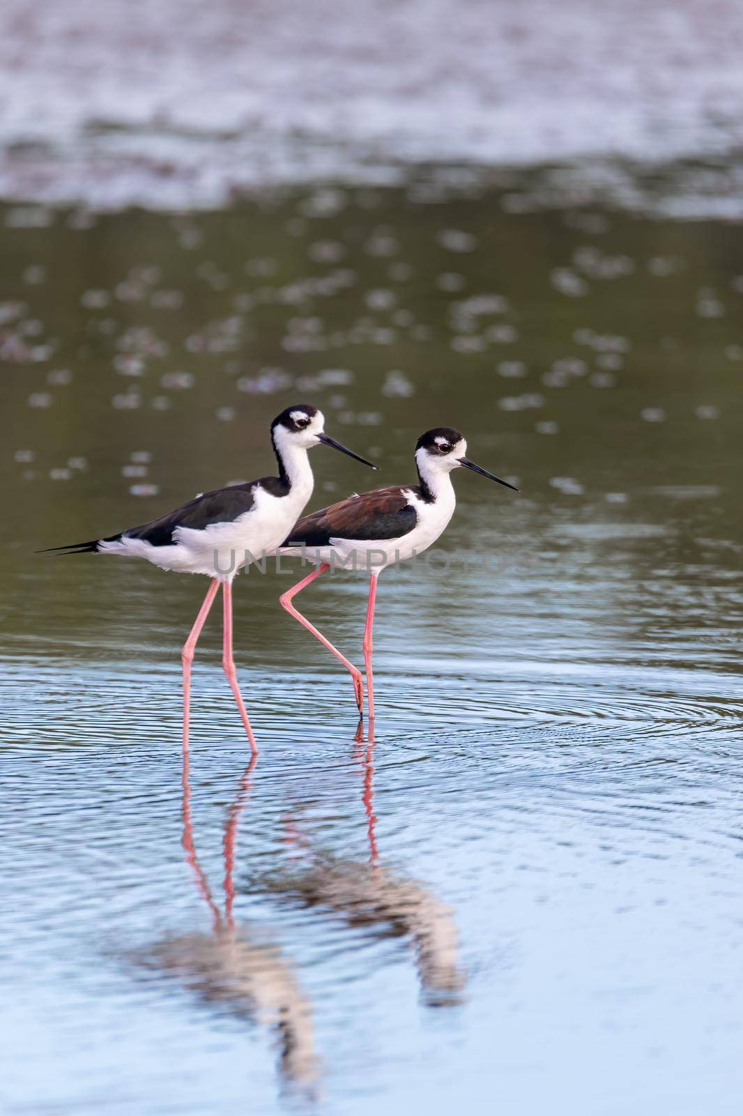 The black-necked stilt (Himantopus mexicanus) is a locally abundant shorebird of American wetlands and coastlines. River Tarcoles, Wildlife and birdwatching in Costa Rica.