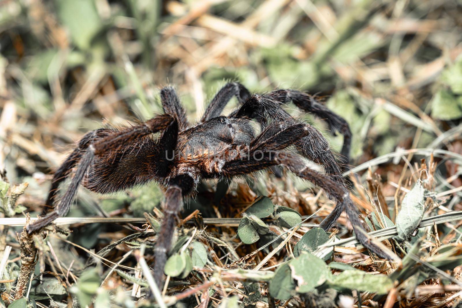 big scary tarantula spider walking and hunting on the ground at night. Tarantula (Sericopelma melanotarsum). Curubande de Liberia, Costa Rica wildlife