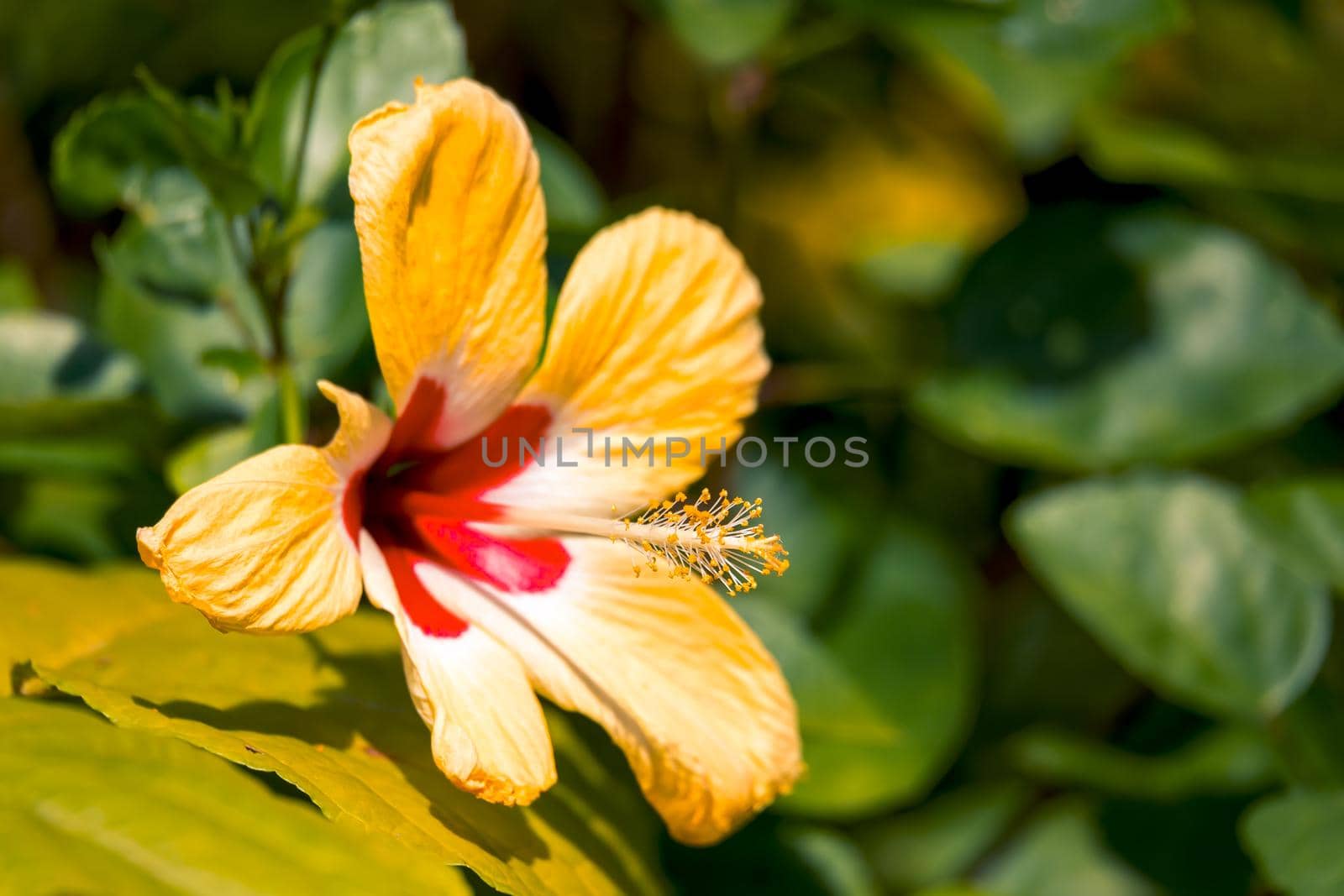 Closeup of a beautiful large yellow Hibiscus flower with a red centre and green leaves. Costa Rica nature