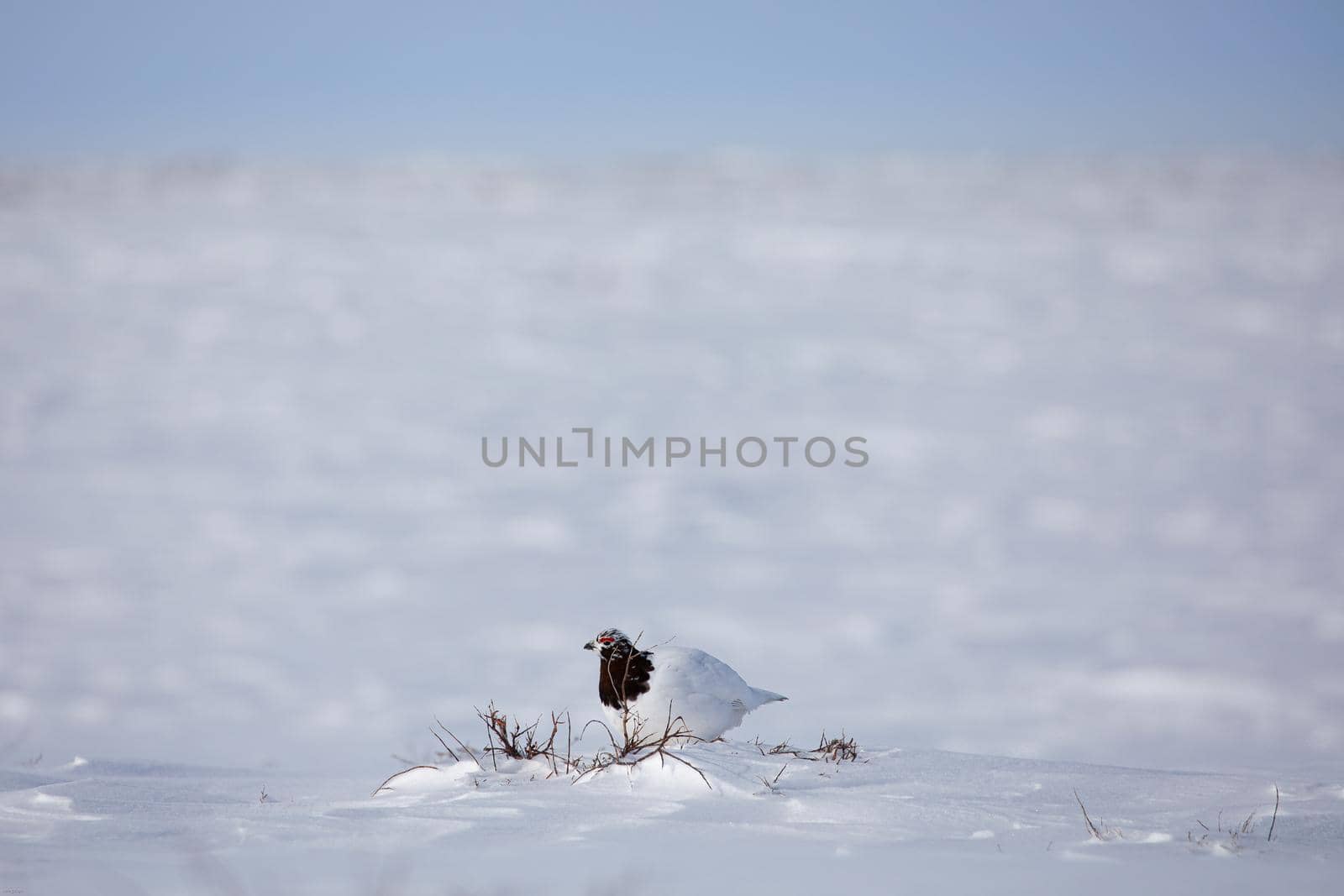 Adult male rock ptarmigan surrounded by snow in the arctic tundra by Granchinho