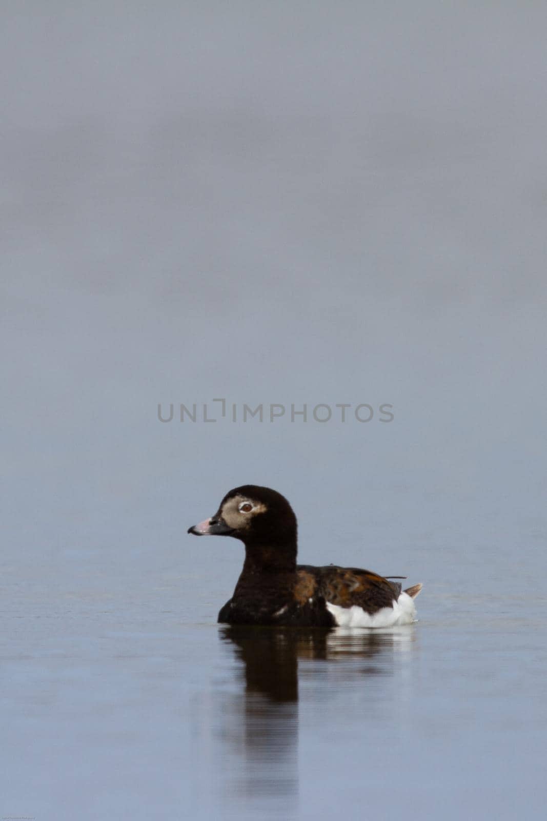 Close-up of a male long-tailed duck, found near Arviat, Nunavut Canada