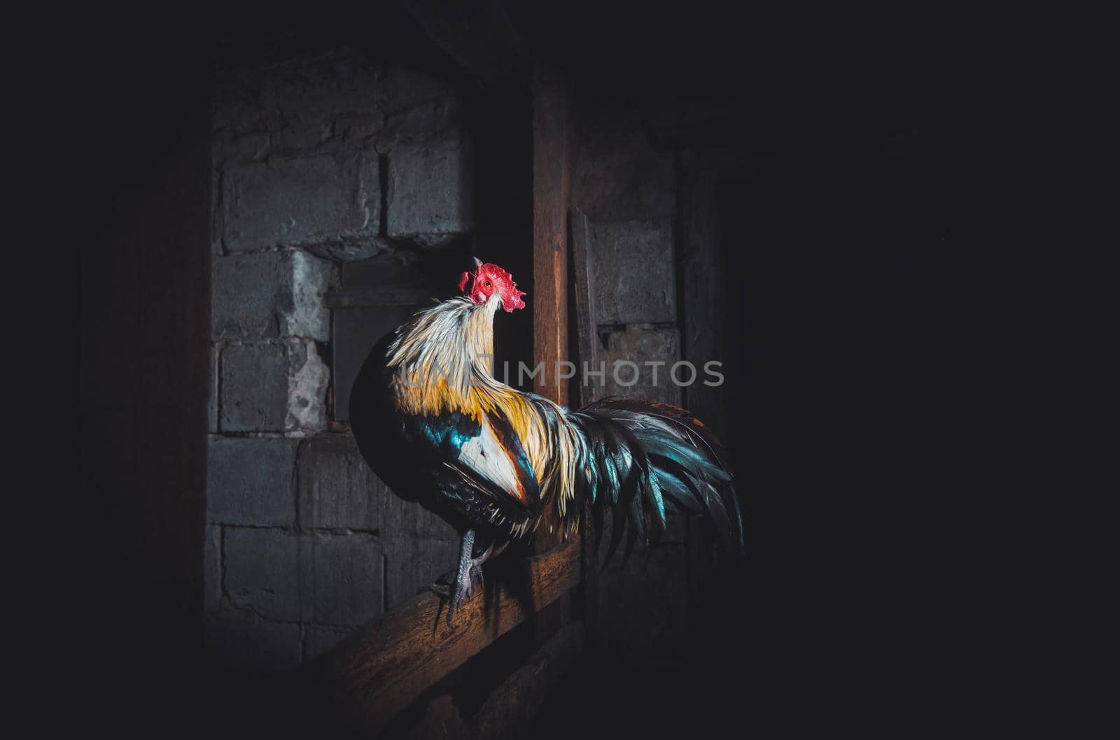 beautiful rooster with a long tail looks up, poultry