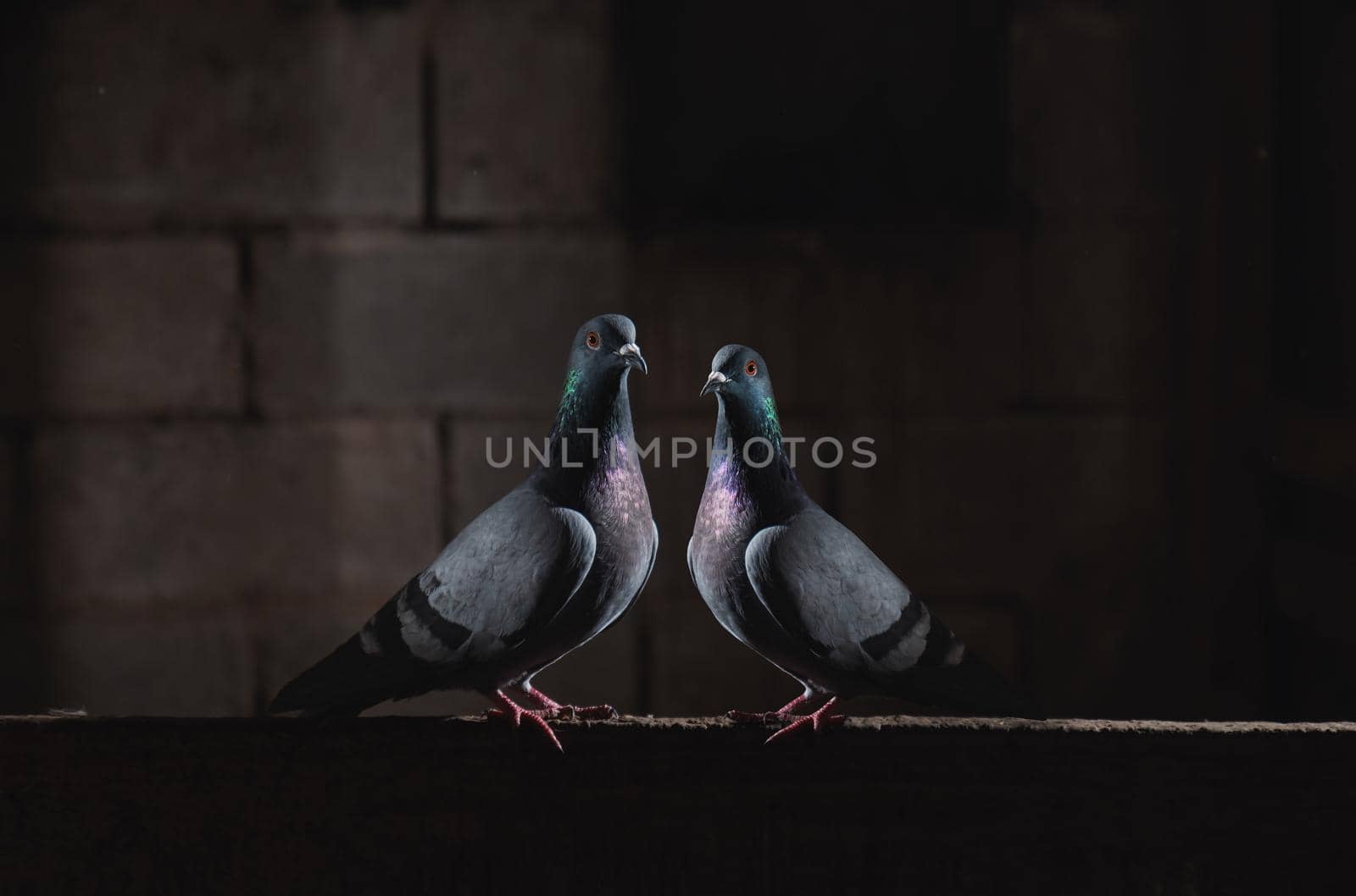 pair of pigeons sitting in the dark, poultry