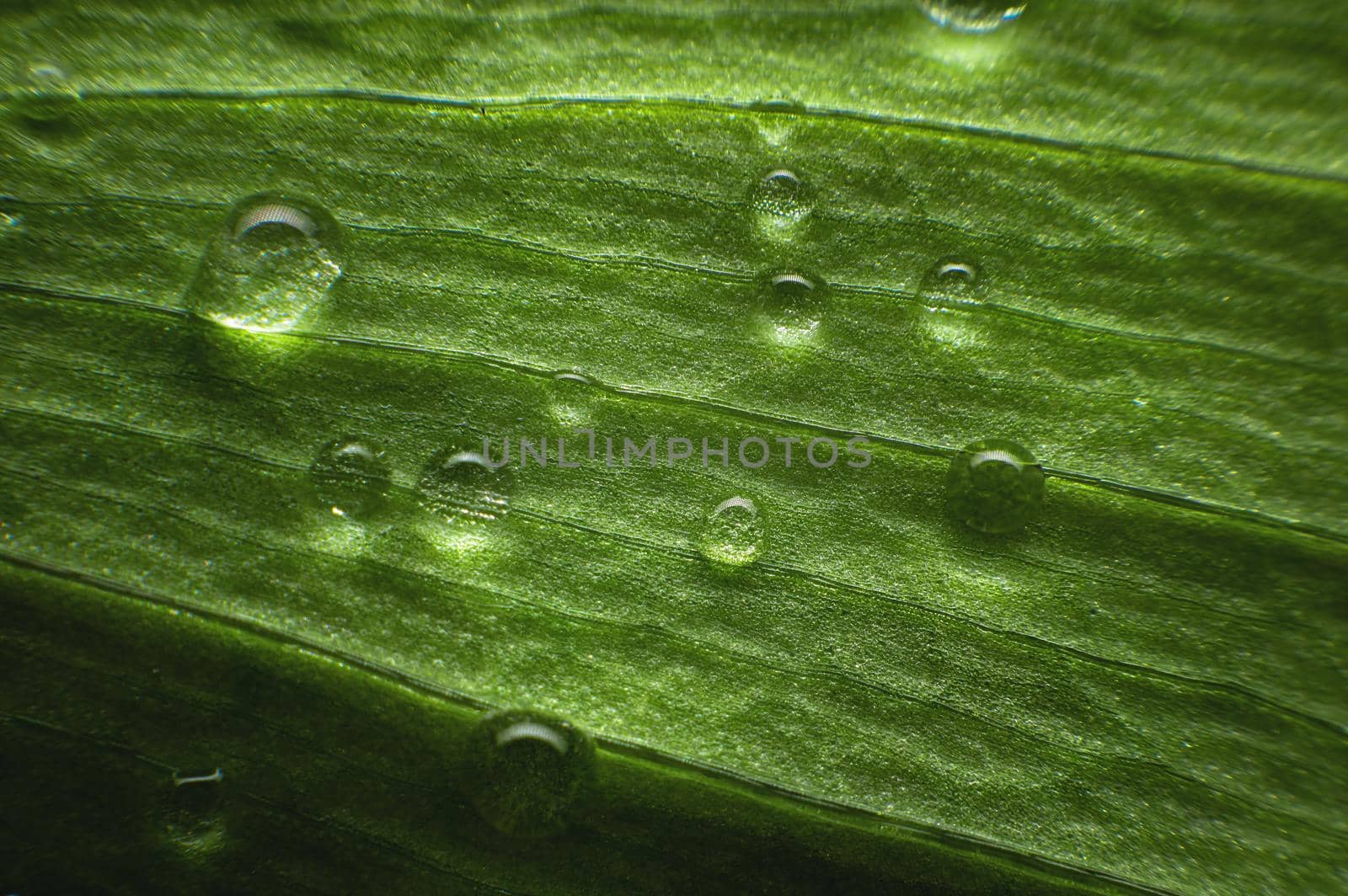 Extreme close-up of fresh green leaves with dew drops as background. Macro structure green leaf background with water drops in shallow depth of field by yanik88