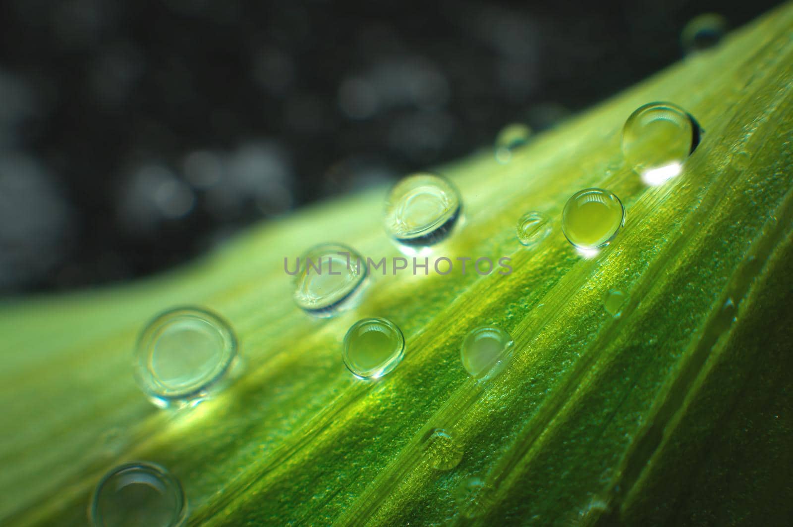 Extreme close-up of fresh green leaves with dew drops as background. Macro structure green leaf background with water drops in shallow depth of field by yanik88