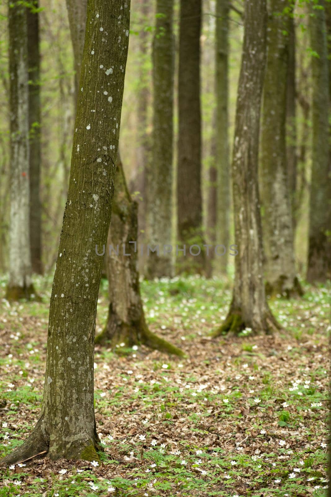 Tree trunks in a spring forest, eastern Poland by darekb22