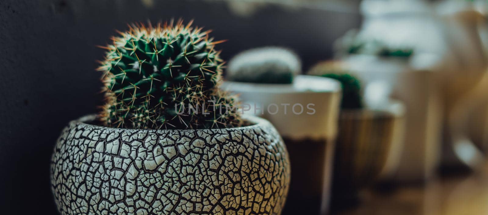 BANNER photo Green spherical cactus small Echinocactus Gruzona balls in pot on terrace table. Succulent plant. Summer outdoor floral modern Interior design Landscaping class decor. Perspective view by nandrey85