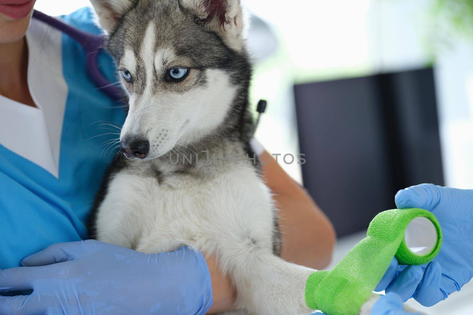 A nurse holds a husky puppy with an injured paw, close-up. Bandaging a dog in a veterinary clinic, help from a veterinarian