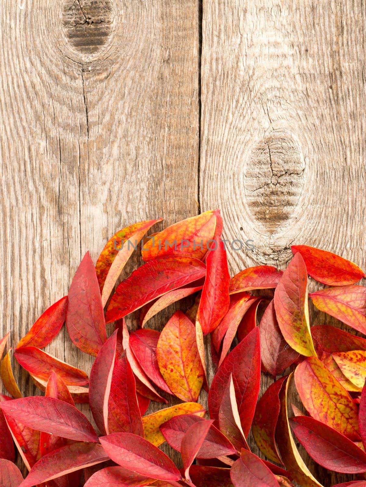 autumn leaves on wood background by NataBene