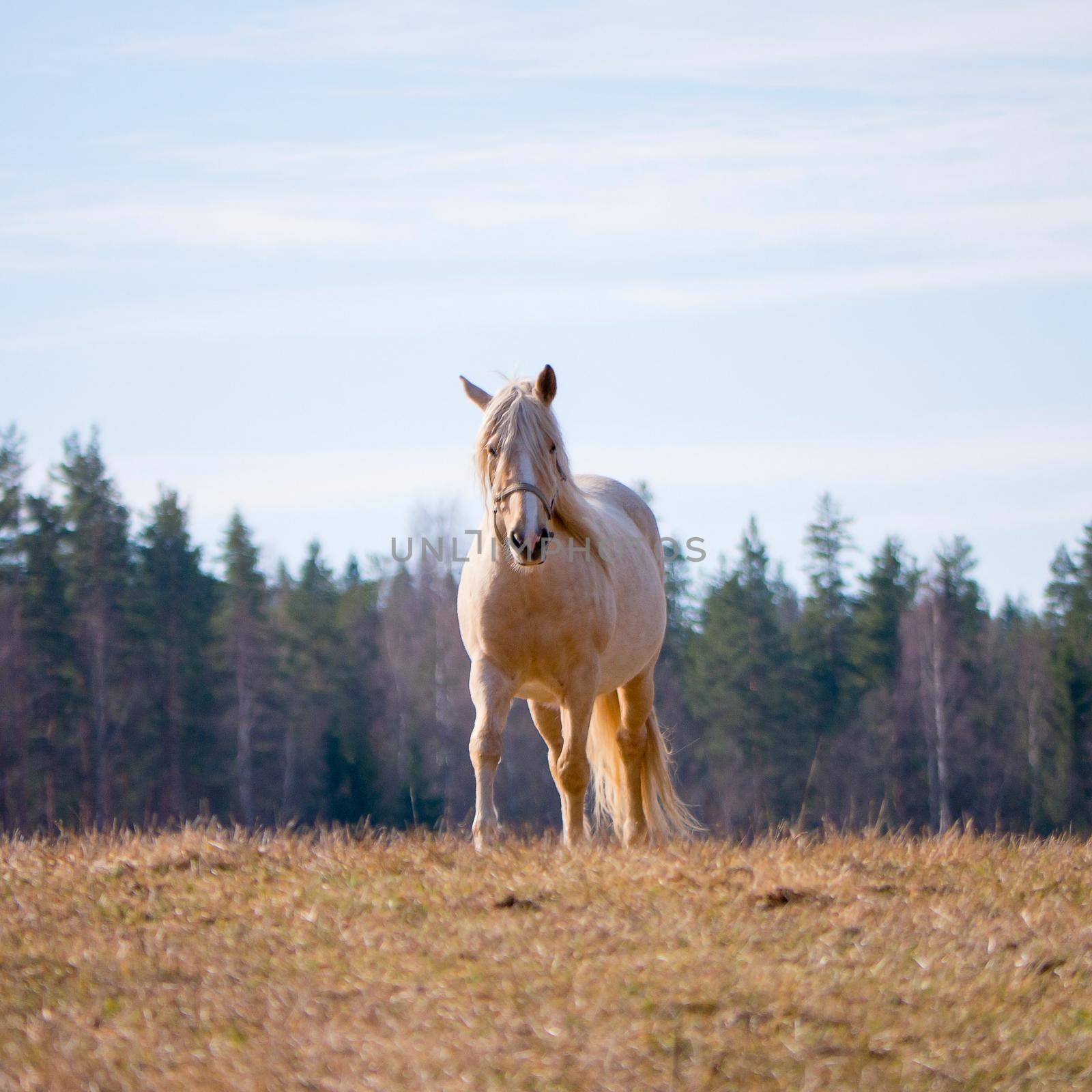 beautiful horse in a field near the forest