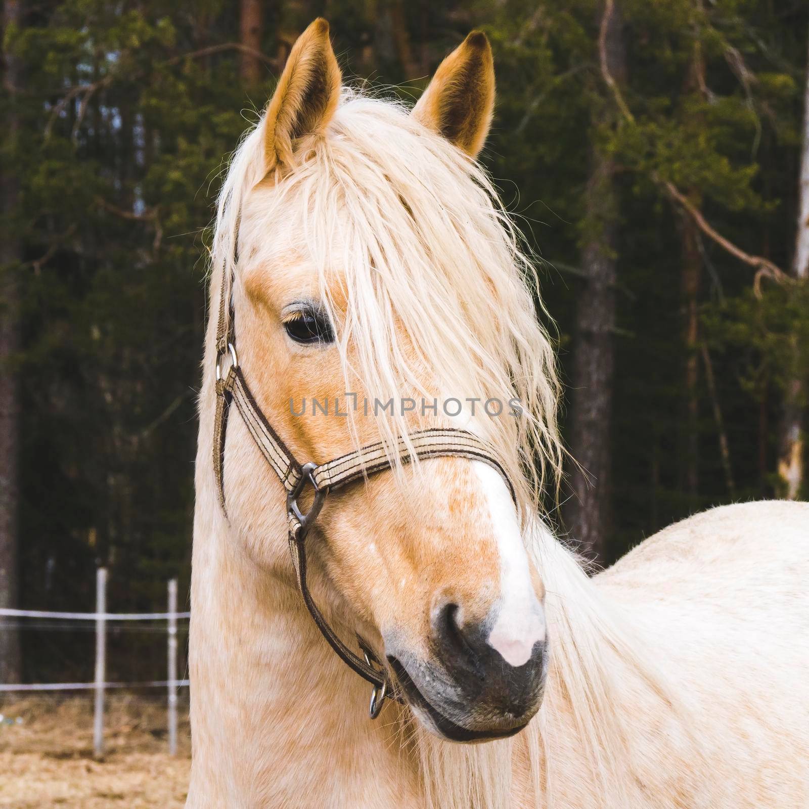 Portrait of beautiful horse by NataBene