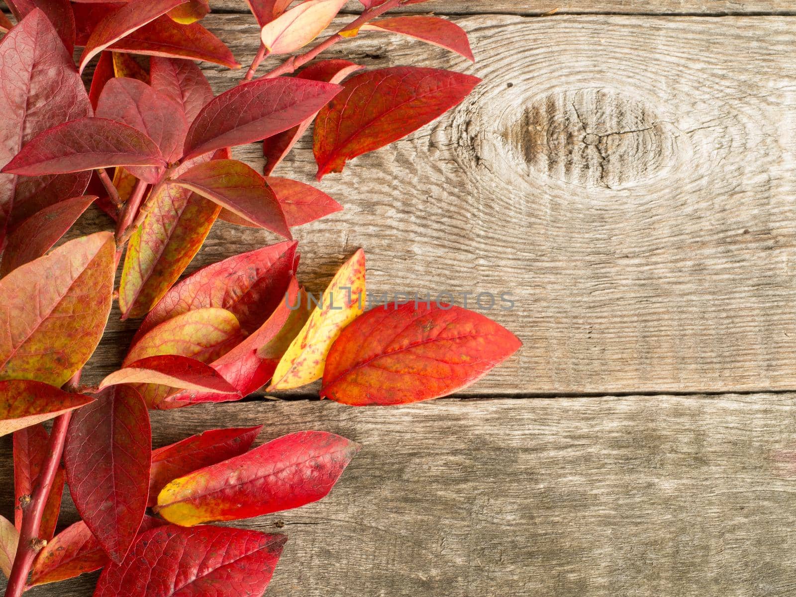 autumn leaves on wood background by NataBene