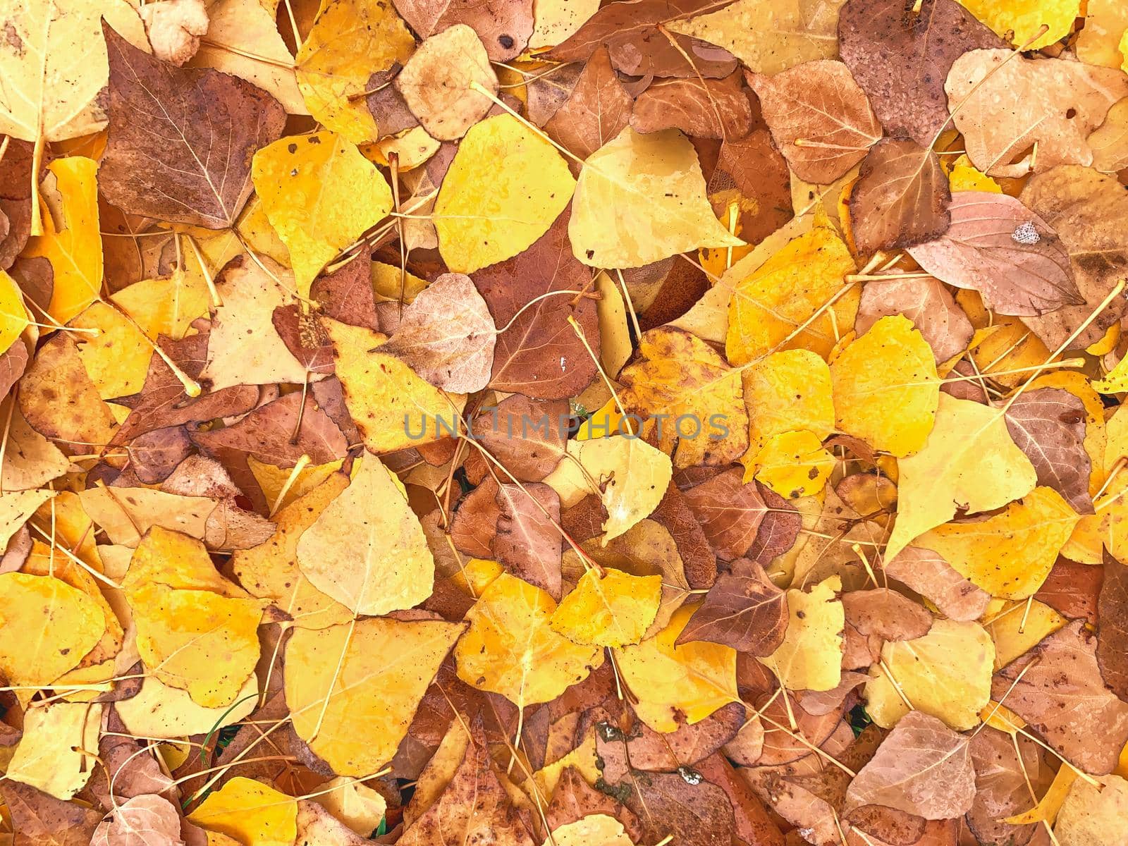 Background texture group autumn orange leaves for postcards, ads, and flyers.