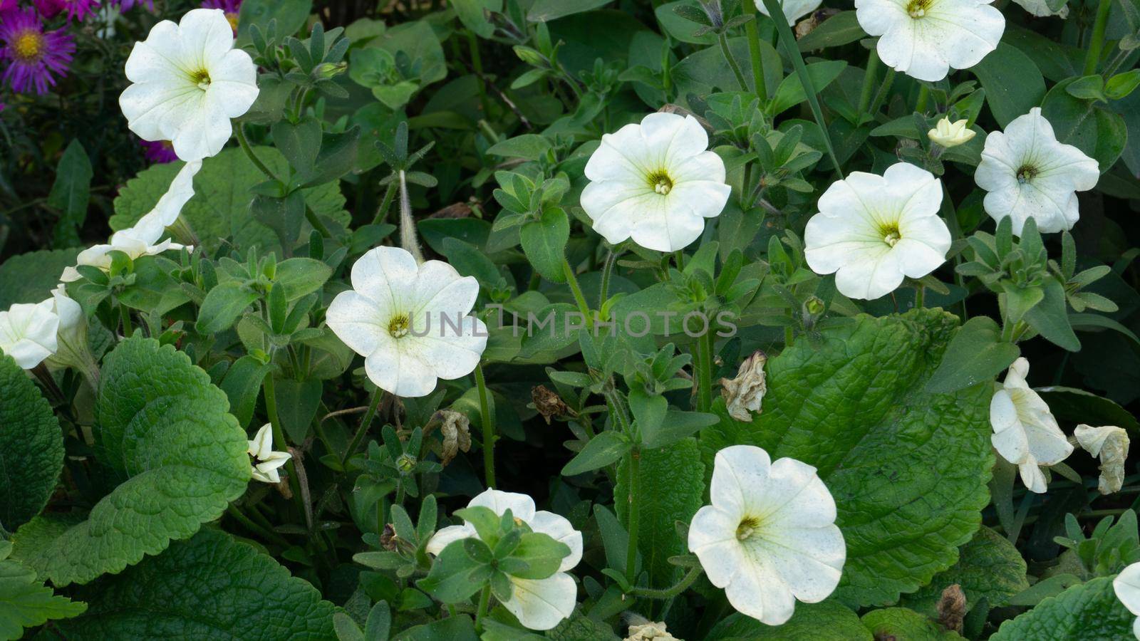 Bush of white petunias. Petunia inflorescences close-up on a background of green leaves