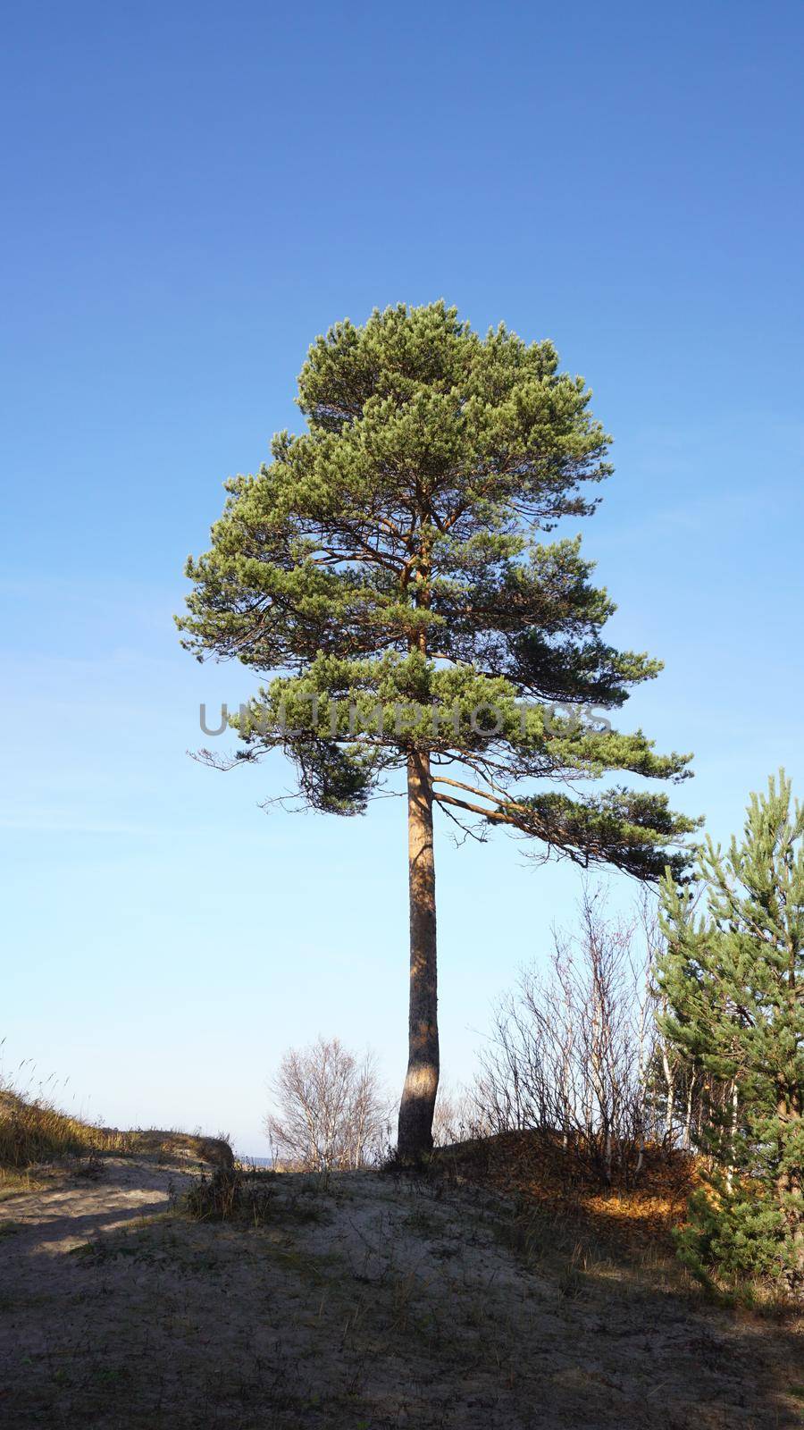 Lonely pine tree in the sand dunes of a pine forest against a blue sky.