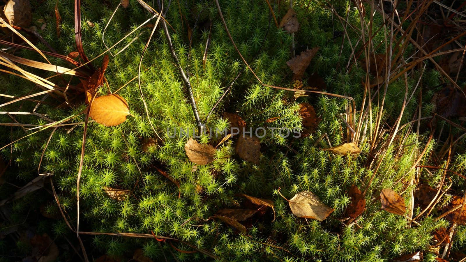 Green forest moss lit by sunbeams with grass and withered leaves.