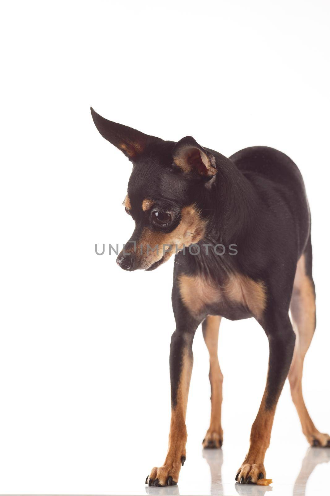 toy terrier studio portrait on white background