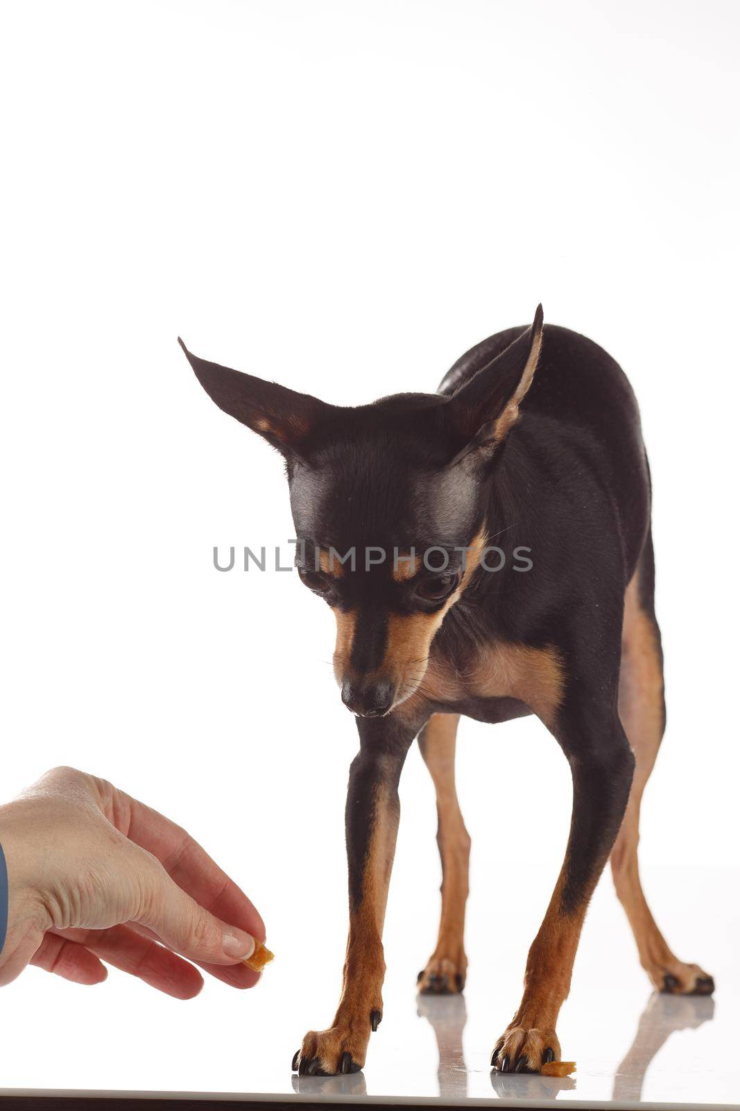 Toy Terrier dog photo portrait. Feeding Toy-terrier by Gravika