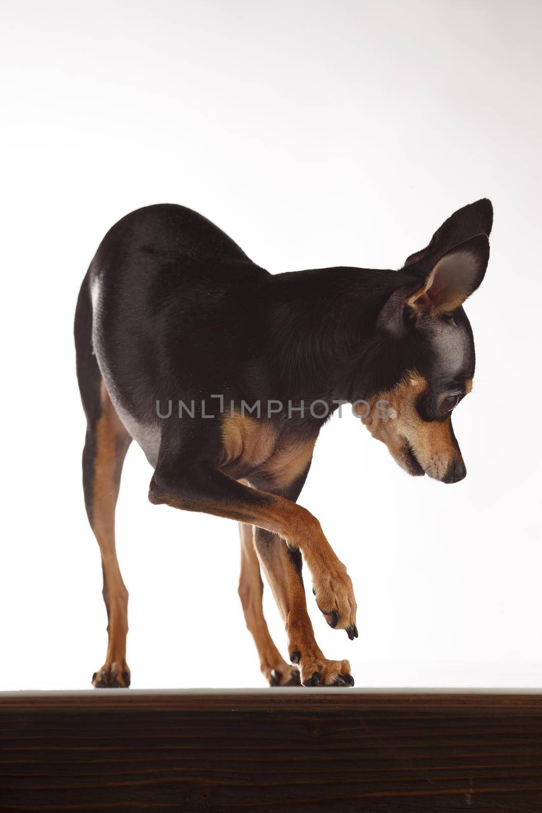 toy terrier studio portrait on white background