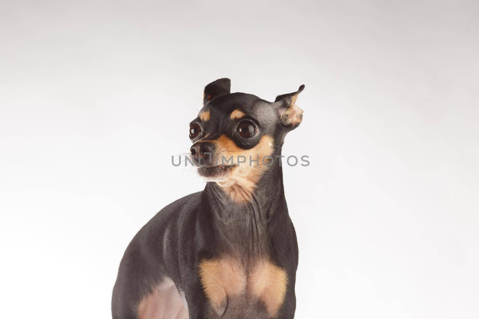 toy terrier studio portrait on white background