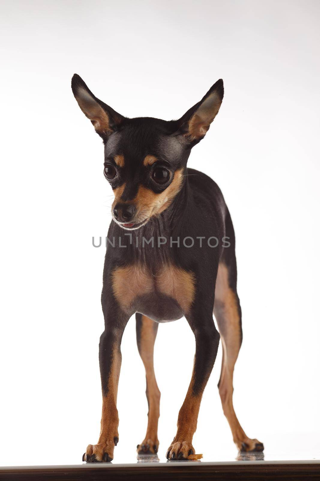 toy terrier studio portrait on white background