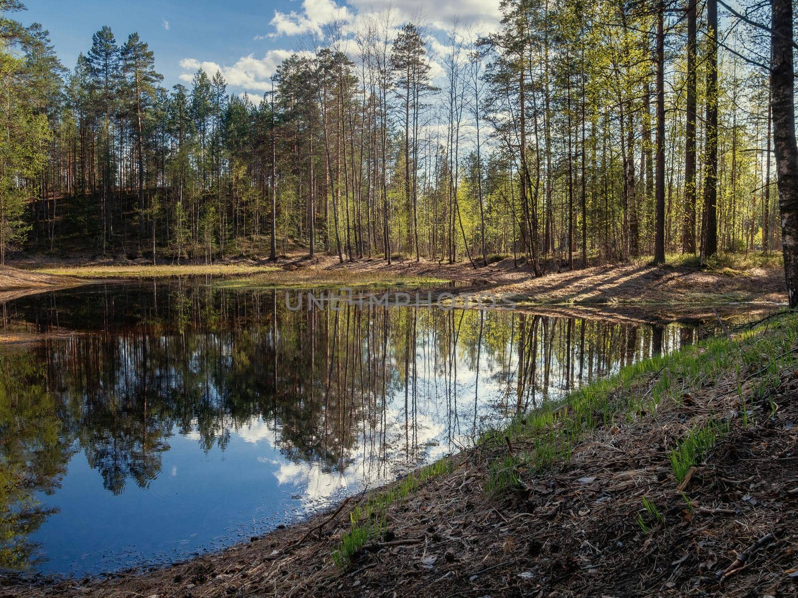 Beautiful colorful summer spring natural landscape with a lake in a pine forest. by Andre1ns
