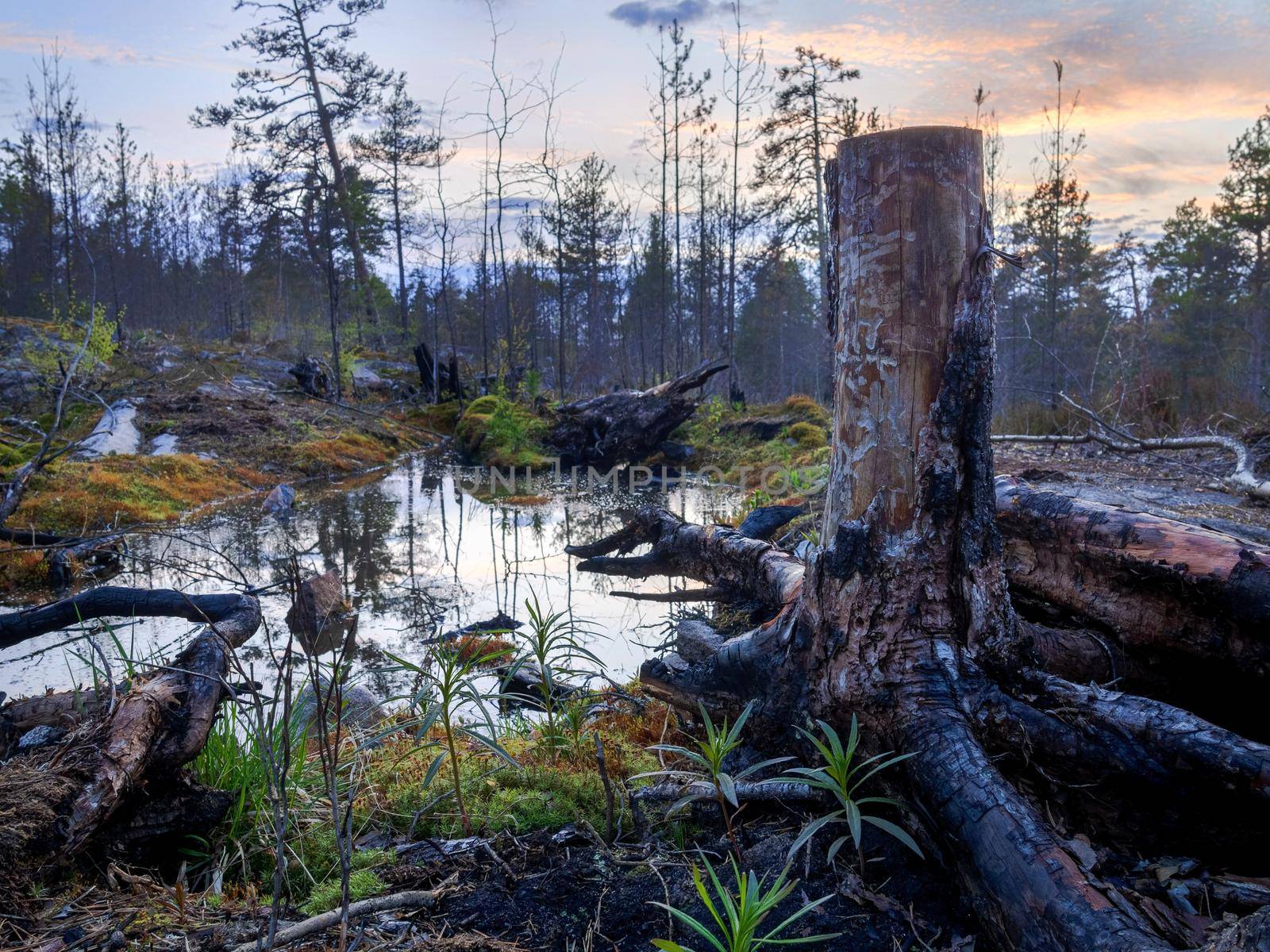 Landscape of the Karelian forest. Two stumps by a small lake in the forest on a rocky massif. by Andre1ns