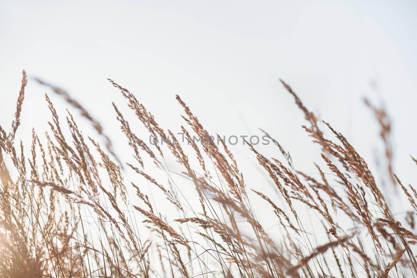 Dry reed. Minimal, stylish and trend concept. Natural background