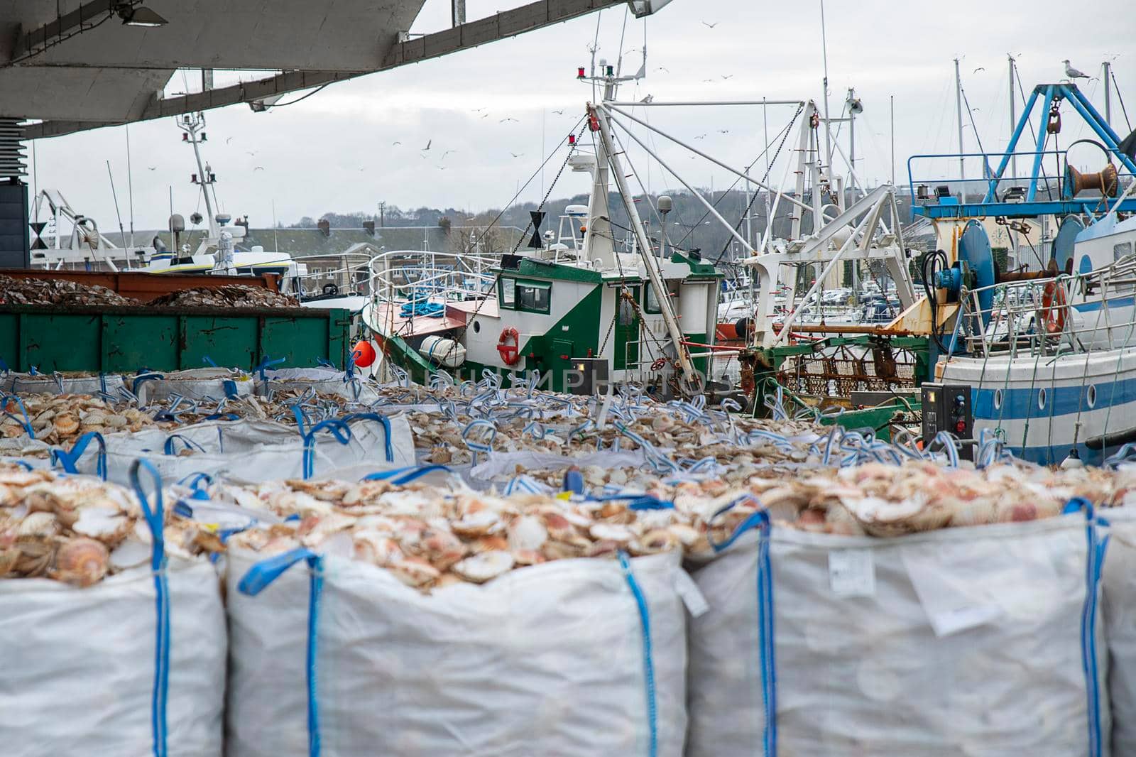 Bags with empty scallop shell for processing