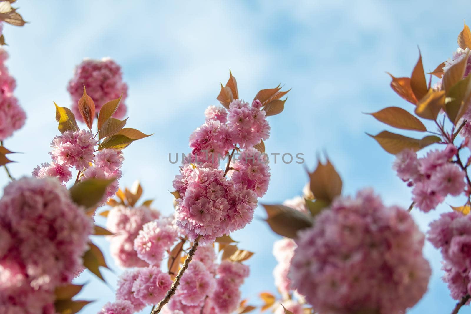 Spring pink cherry blossoms flowers Sakura season by Godi