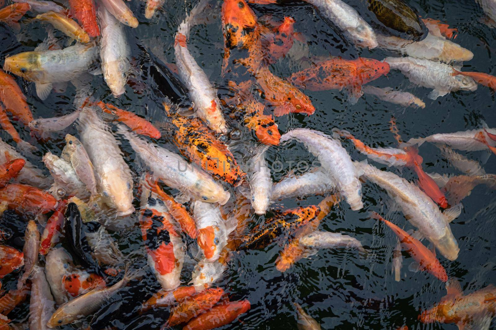 Carp fishes also know as Kohaku, Sanke, in the pond. Multiple numbers of Koi carp.