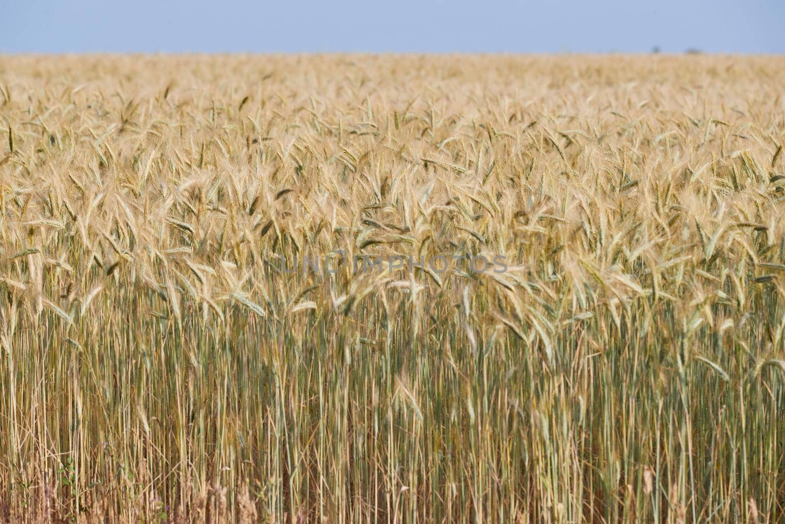 Wheat ears on a wind in somewhere in Provence at sunset, France, yellow warm light, ripe cones, horizon, golden colored. High quality photo