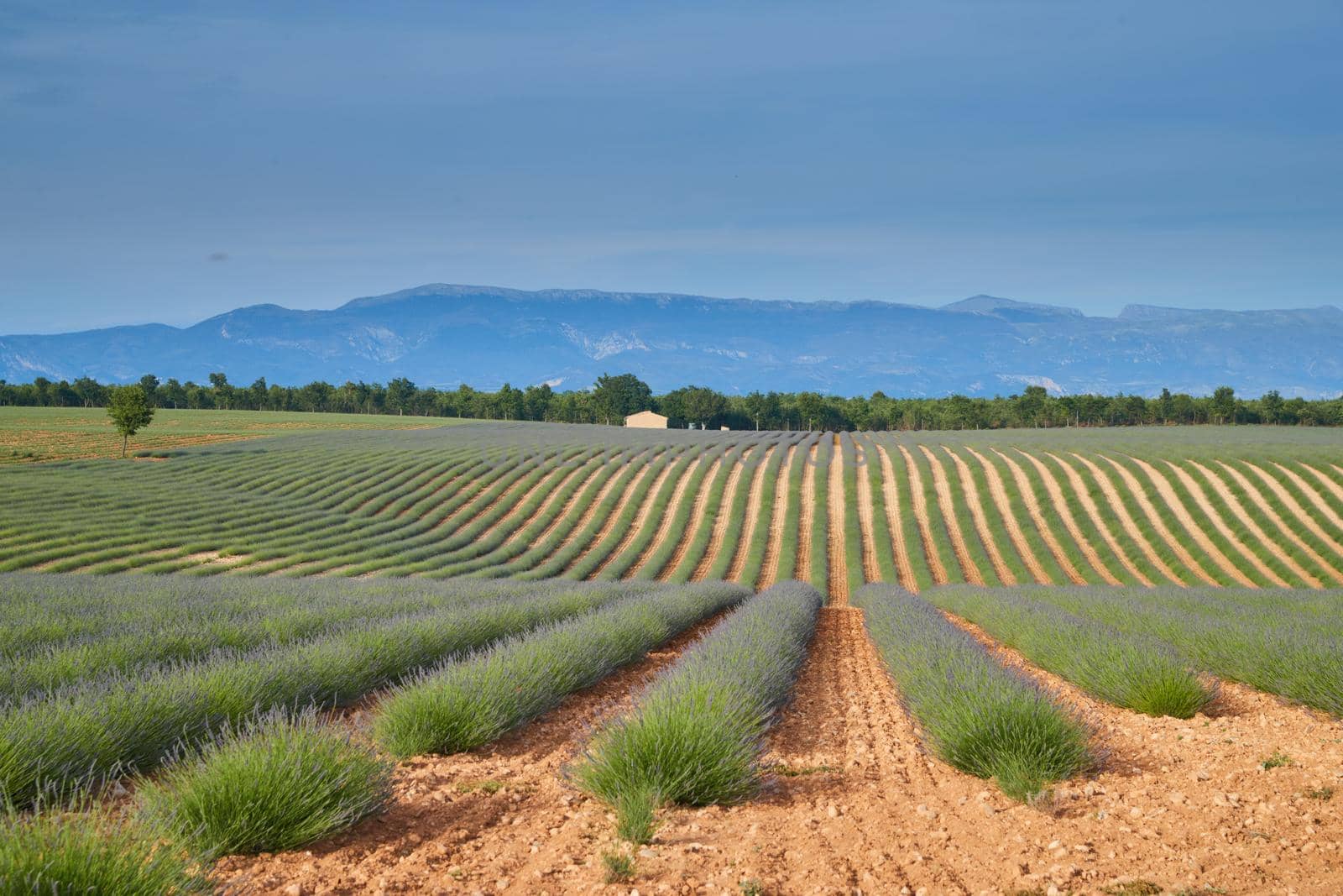Huge Field of rows of lavender in France, Valensole, Cote Dazur-Alps-Provence, purple flowers, green stems, combed beds with perfume base, panorama, perspective, trees and mountains are on background. High quality photo