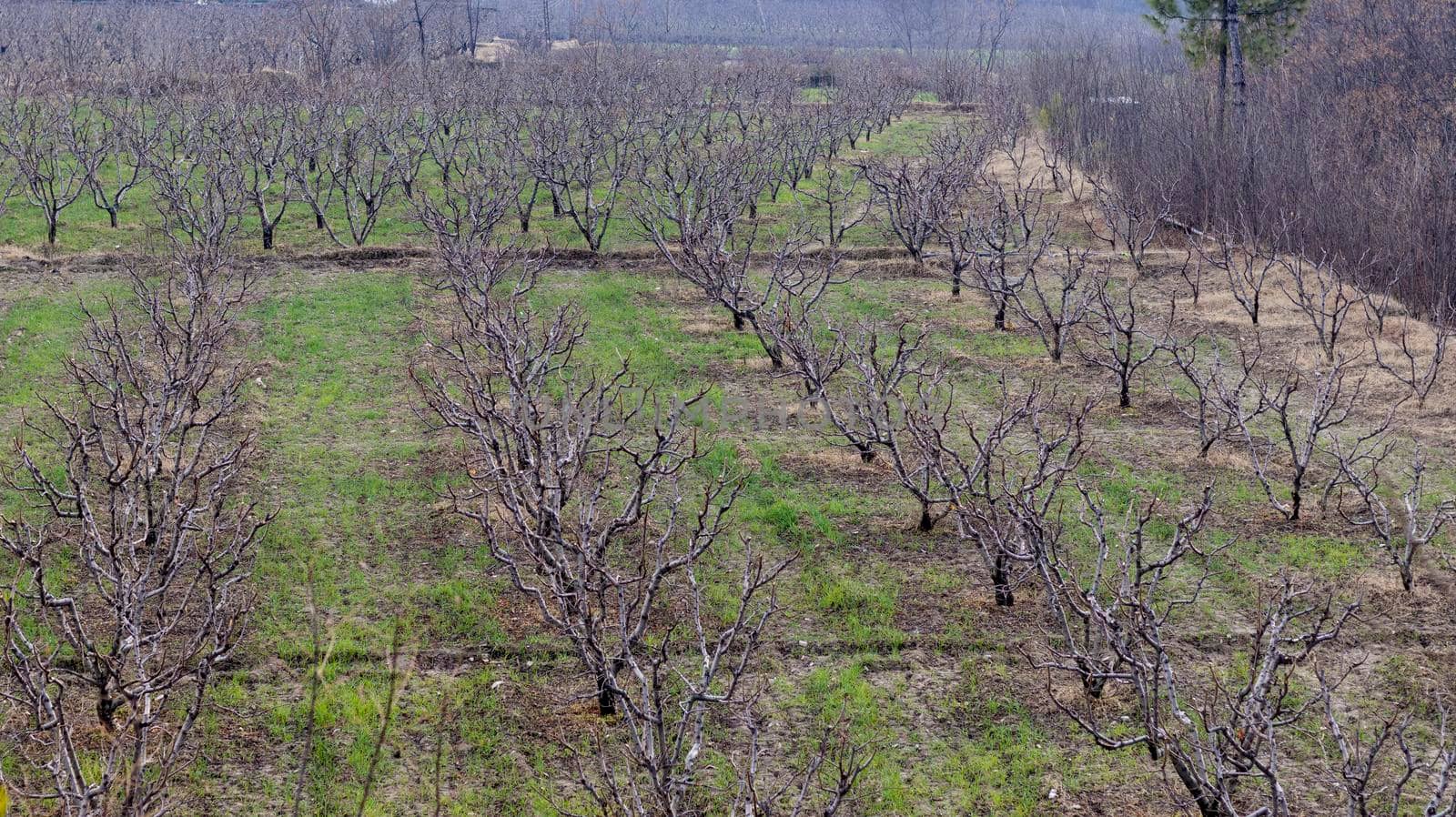 Peach fruit trees in an orchard top angle view