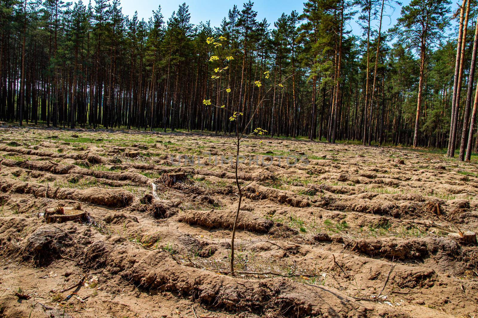 A sapling of a young tree at the site of industrial felling of a pine forest. Young tree with green leaves. Cutting down a pine forest. Industrial logging. Ecological catastrophy. Ecosystem.