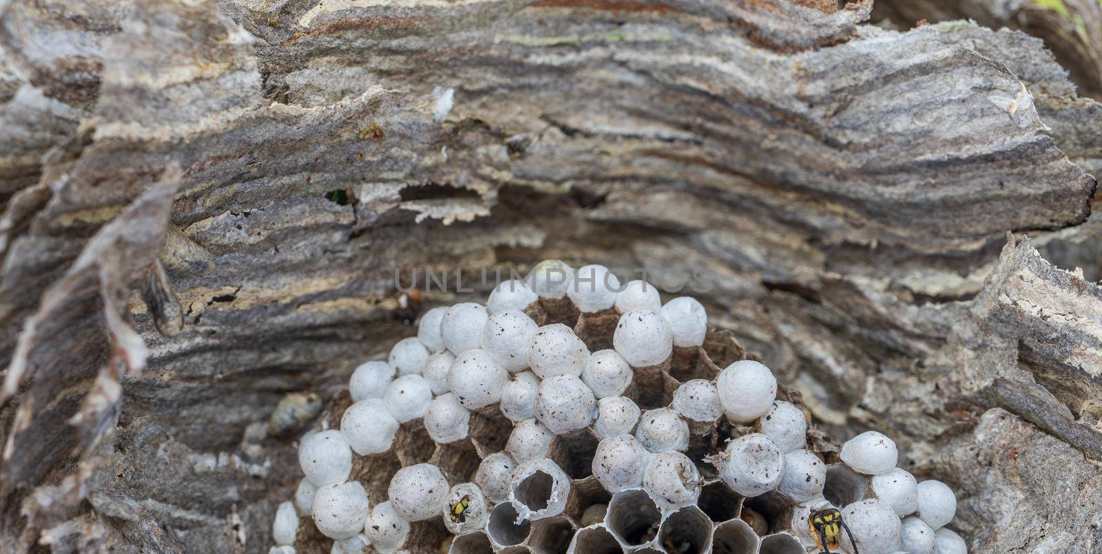 Inside wasp nest with wasps growing