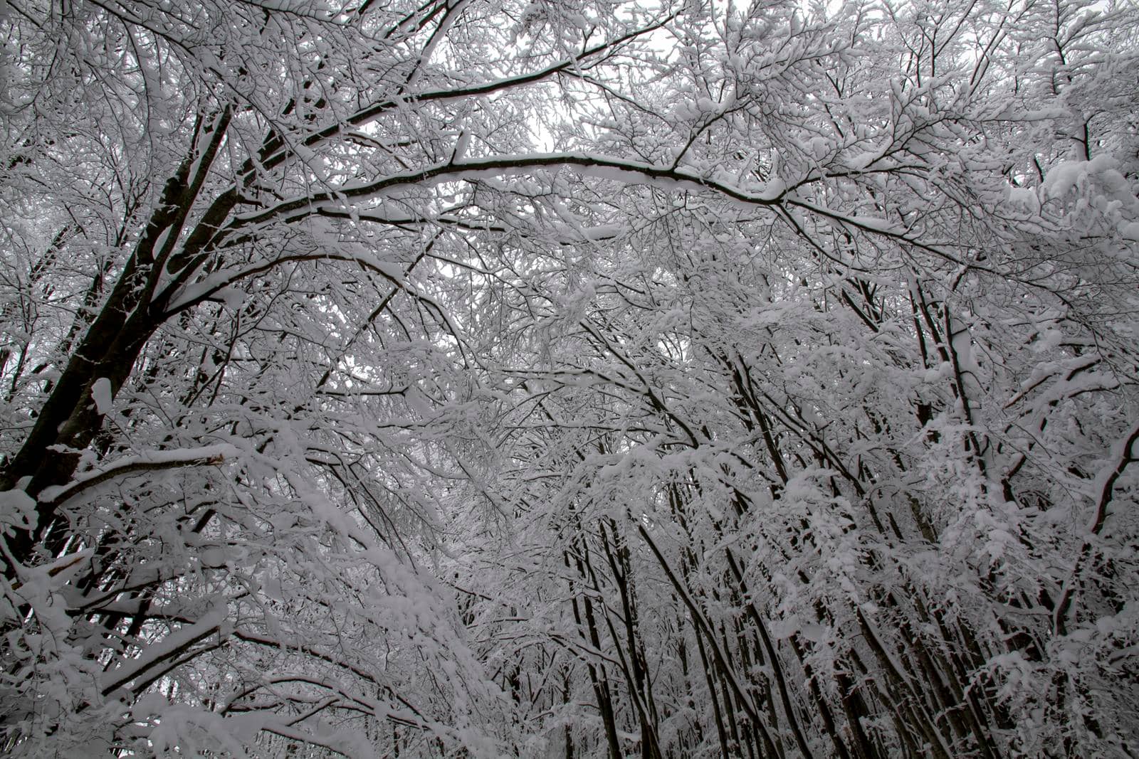 snowy landscape with trees in Schia Monte Caio Tizzano Parma. High quality photo