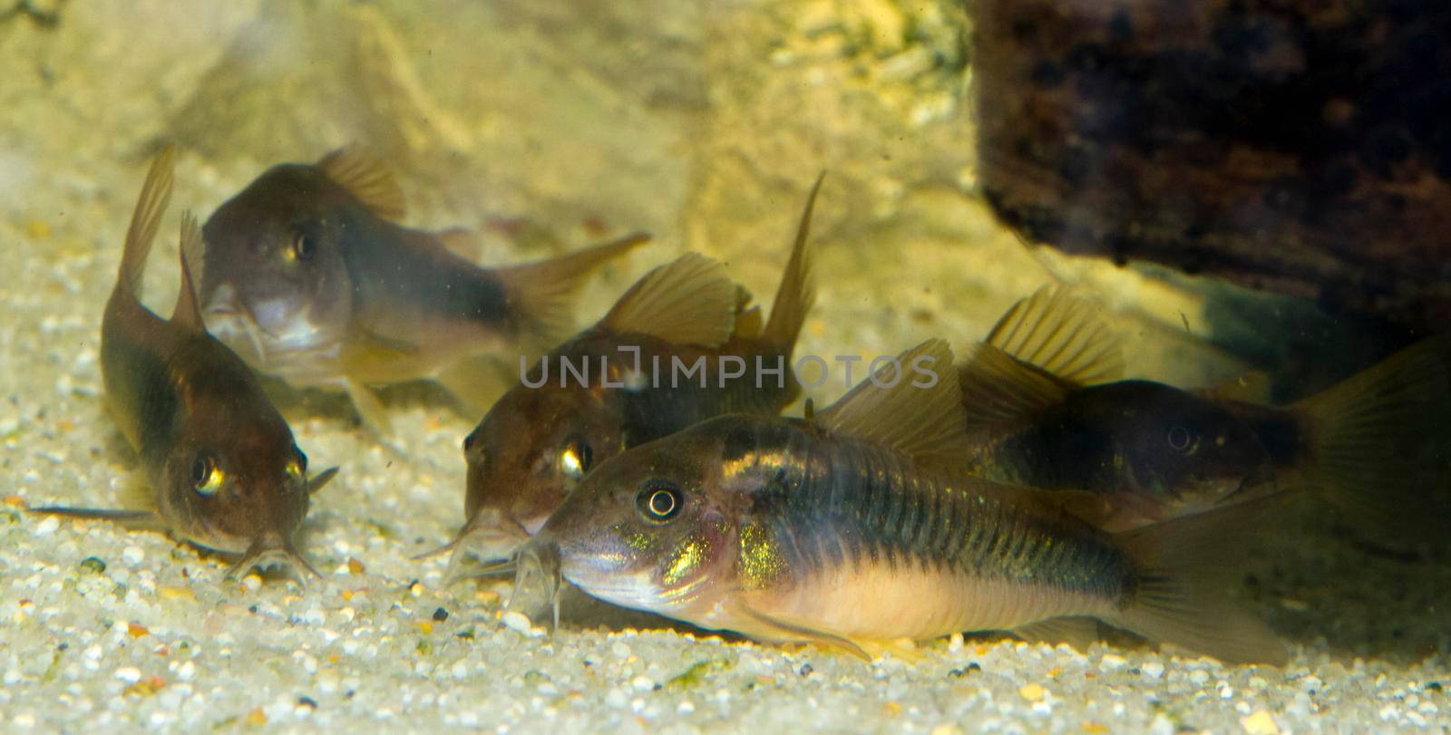 beautiful wild corydoras Corydoras bronze aeneus freshwater fish in aquarium. High quality photo