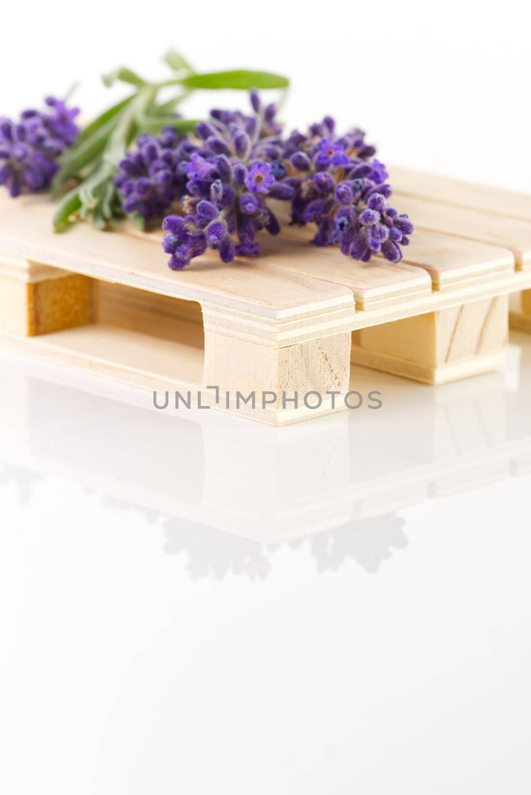 Lavender flowers on colorful background. copy space by PhotoTime