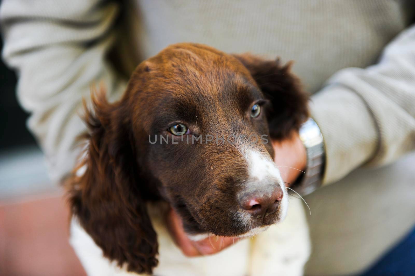 brown and white colored Springer Spaniel puppy dog. High quality photo