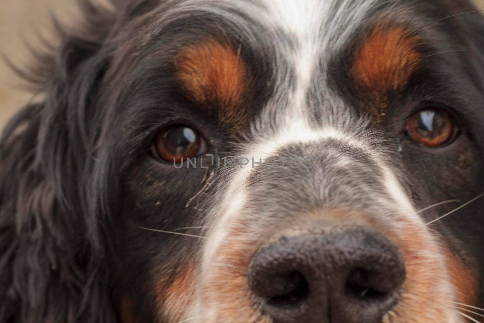 portrait of black orange and white springer spaniel dog. High quality photo