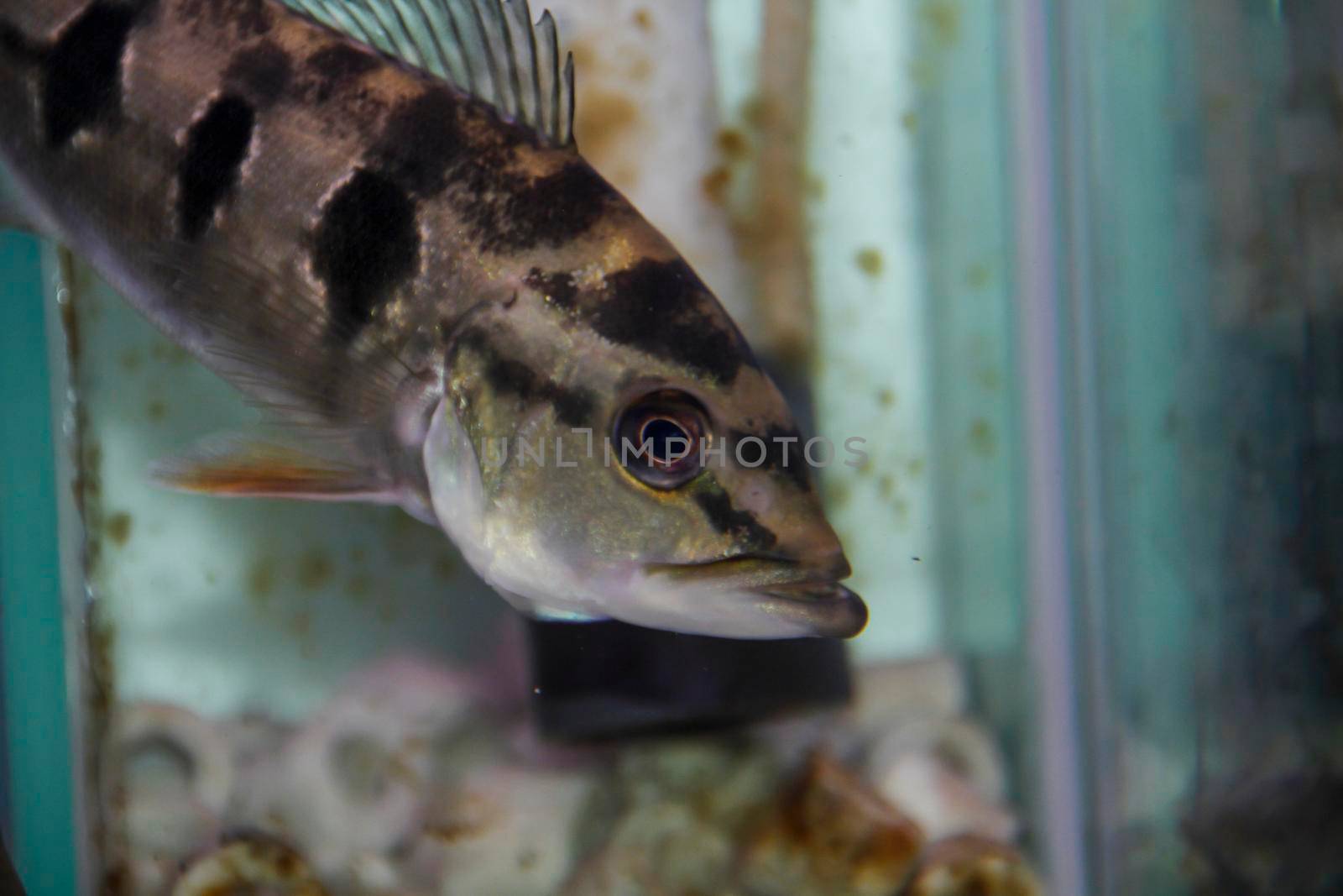 Peacock perch in community aquarium. High quality photo