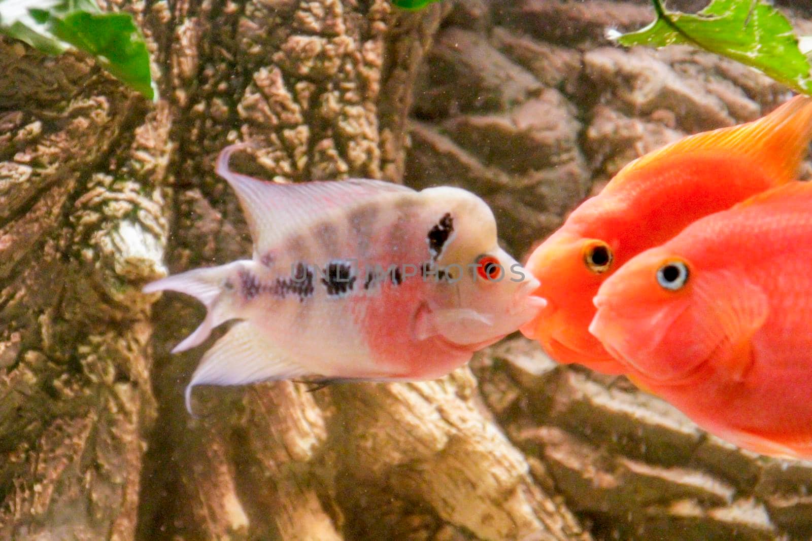 flower horn male African cichlid fish aquarium. High quality photo