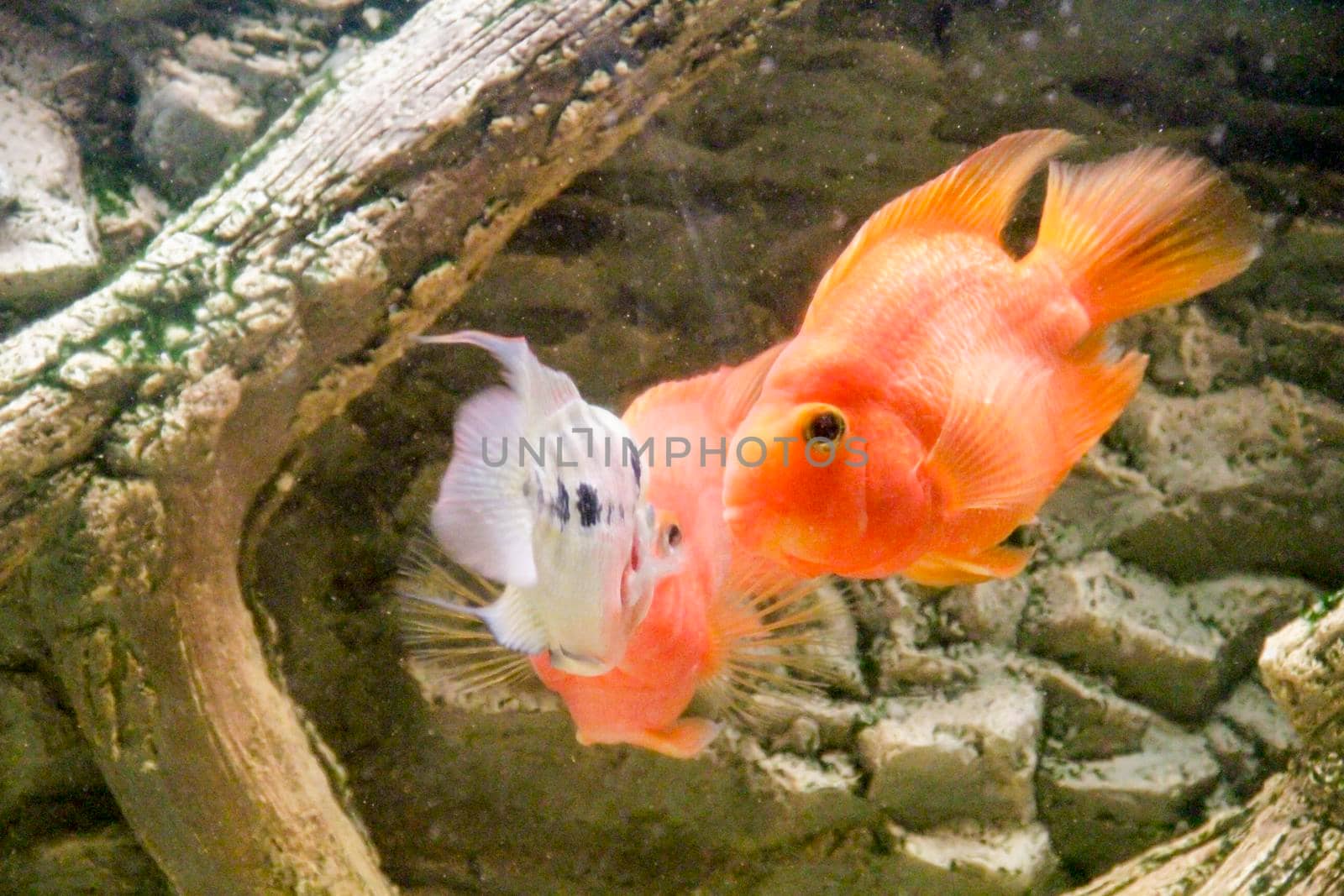 flower horn male African cichlid fish aquarium. High quality photo