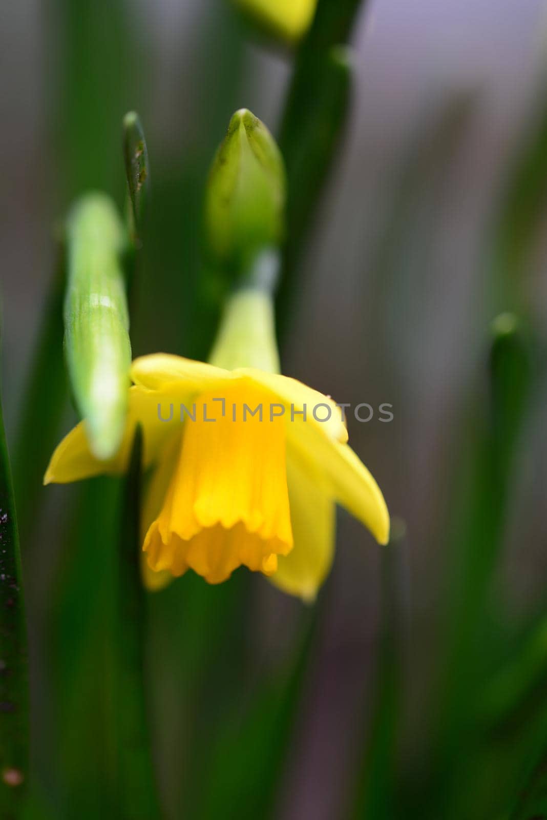 Yellow daffodil as a close-up against a blurred background