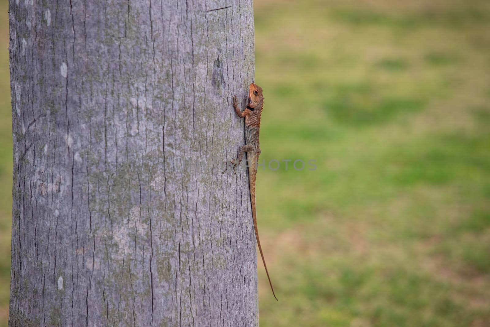 Close up view f a small lizard with a long tail sits on the trunk of a tree, green grass in the background. High quality photo
