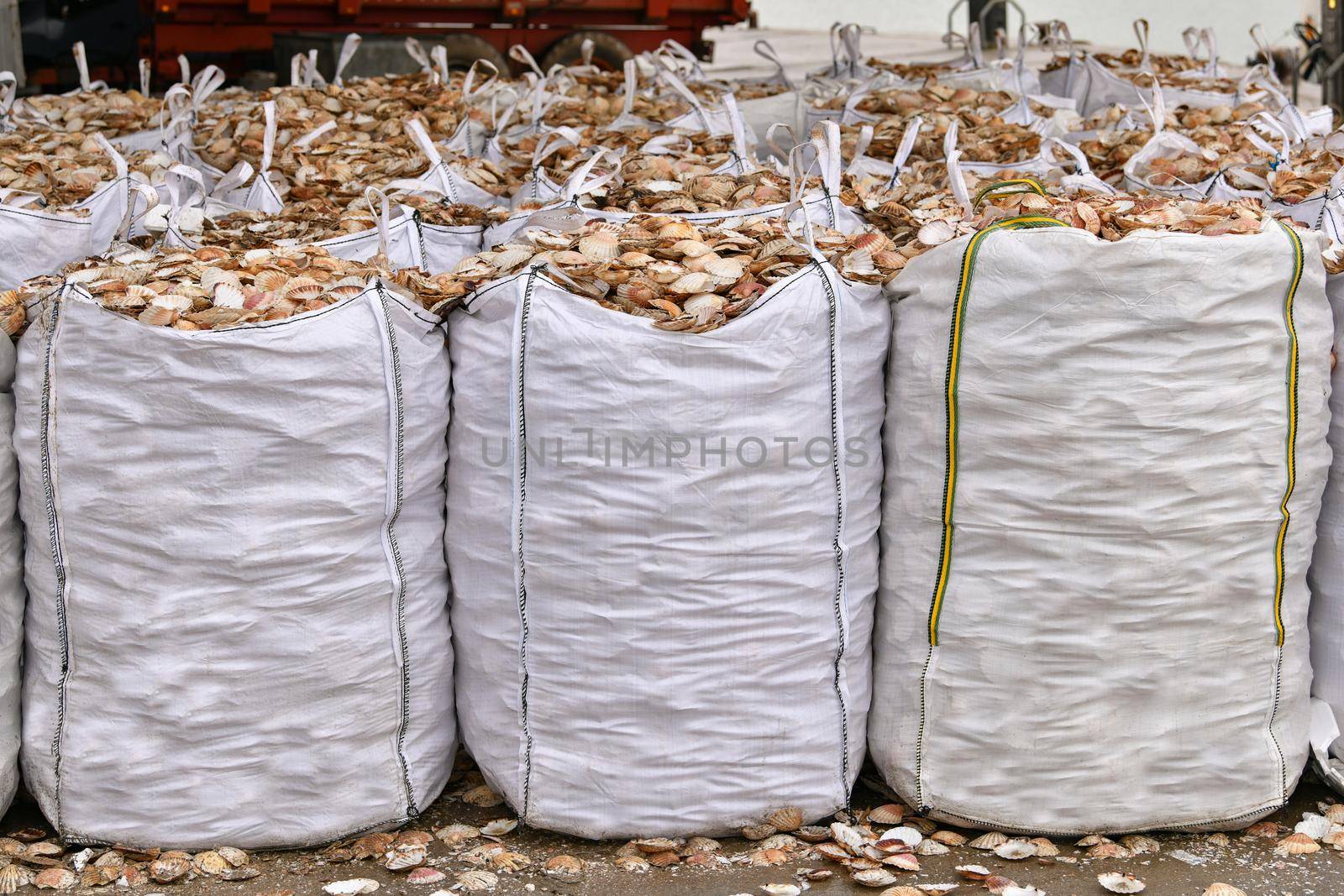 Bags with empty scallop shell for processing