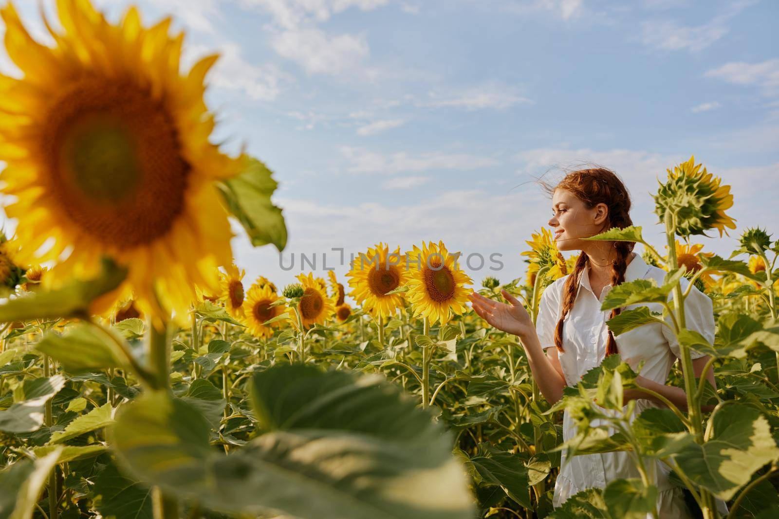 woman with two pigtails in a field of sunflowers unaltered. High quality photo